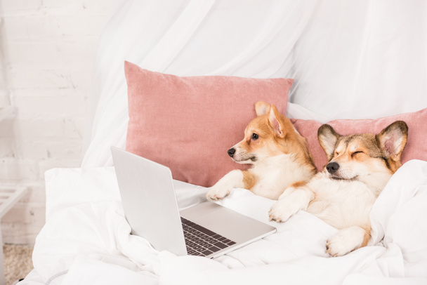 lindo pembroke galés corgi perros acostado en la cama con el ordenador portátil en casa
 - Foto, imagen