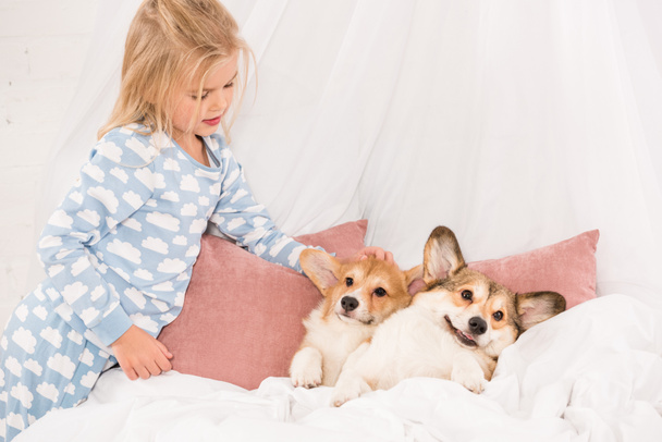 adorable child looking at pembroke welsh corgi dogs lying in bed at home  - Zdjęcie, obraz