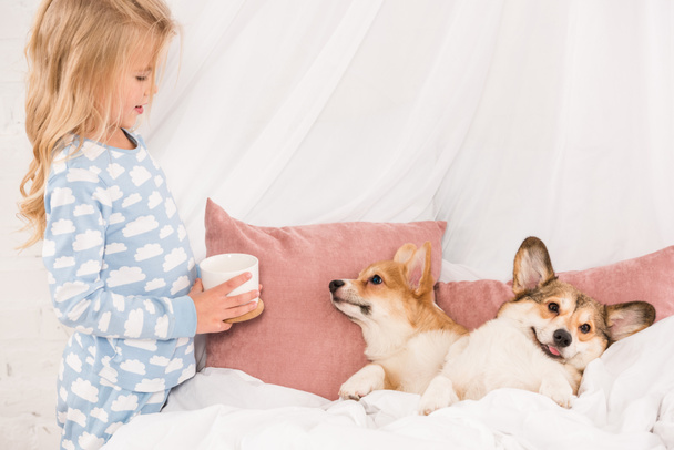 child holding cup and looking at pembroke welsh corgi dogs lying in bed at home  - Fotografie, Obrázek