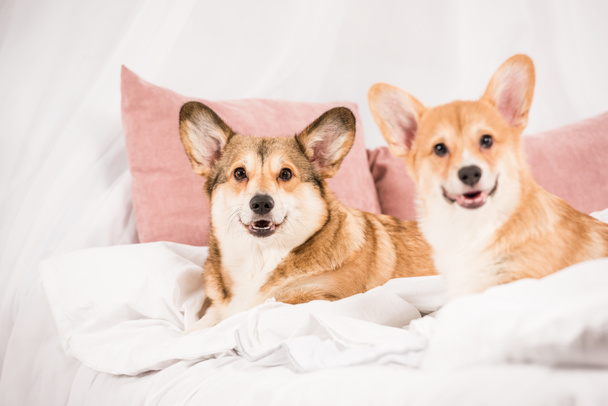 白いカップ自宅とベッドで横になっているかわいいペンブローク ウェルシュ コーギー犬 ロイヤリティフリー写真 画像素材