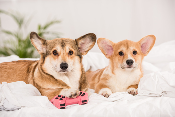 adorables perros corgi galeses acostados en la cama con joystick en casa
 - Foto, imagen