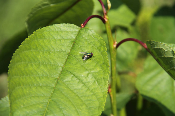 close photo of a small fly on the green leaf - Photo, Image