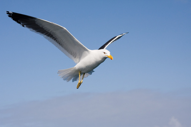 Gull - Photo, Image