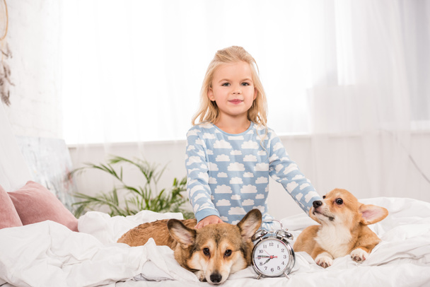 cute child sitting on bed with pembroke welsh corgi dogs and alarm clock while looking at camera - Foto, Imagen