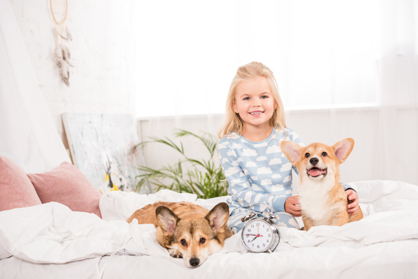 smiling child sitting on bed with pembroke welsh corgi dogs and alarm clock while looking at camera  - Φωτογραφία, εικόνα