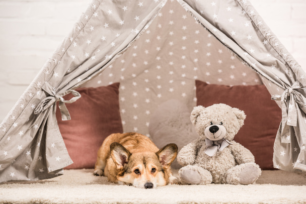 adorable welsh corgi dog lying in wigwam with teddy bear  - 写真・画像