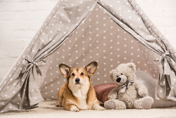 aranyos welsh corgi kutya fekve, wigwam, teddy bear otthon - Fotó, kép