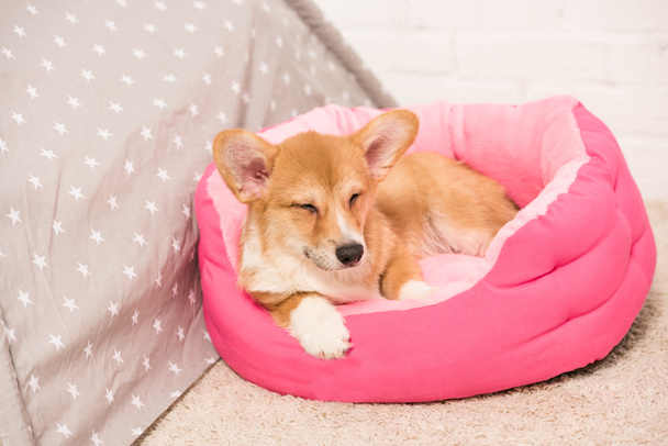 cute pembroke welsh corgi dog lying in soft pet house at home - Valokuva, kuva