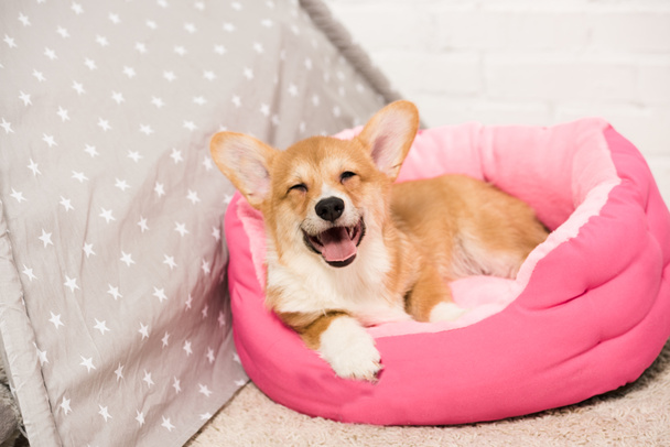 adorable pembroke welsh corgi dog lying in soft pet house at home - Foto, Imagen