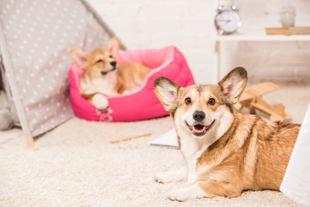 mignon chien gallois pembroke corgi reposant dans la maison d'animaux de compagnie doux et sur tapis moelleux à la maison
 - Photo, image