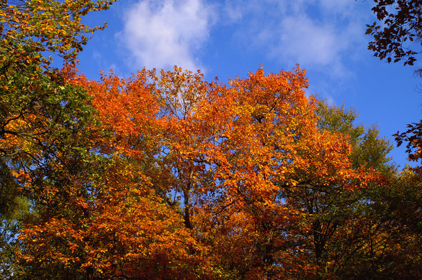 Colorful trees - Foto, Imagem
