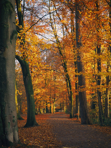 Autumn in the park, seasonal concept image with a pathway - Photo, Image