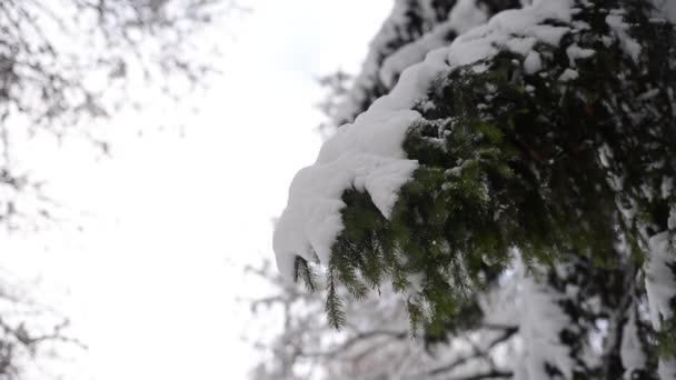 La nieve cae de las ramas de abeto
. - Imágenes, Vídeo