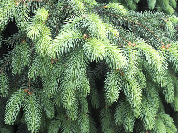 Spruce with young succulent green shoots. Photo close up. - Photo, Image