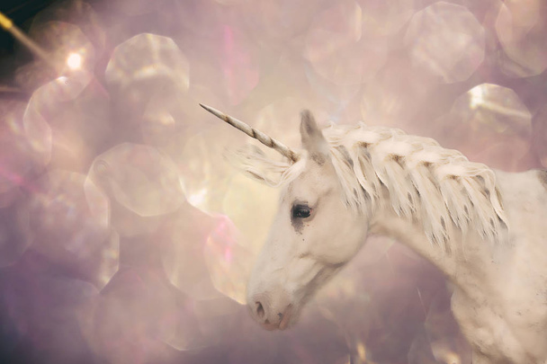 Unicorn on pink bokeh - Photo, Image