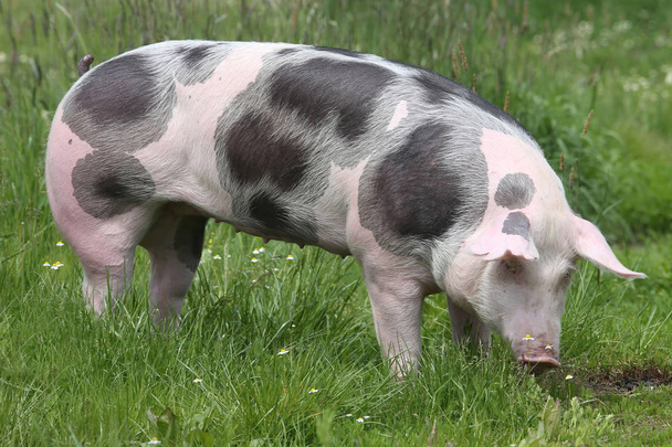 Красивая молодая породовая свинья, позирующая на летнем лугу. Здоровые молодые свиньи пасутся на зеленом лугу летом
 - Фото, изображение