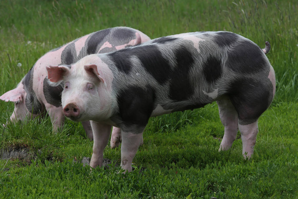 Пятнистые петрийские породы свиней пасутся на животноводческой ферме на пастбище. Здоровые молодые свиньи пасутся на зеленом лугу летом
 - Фото, изображение