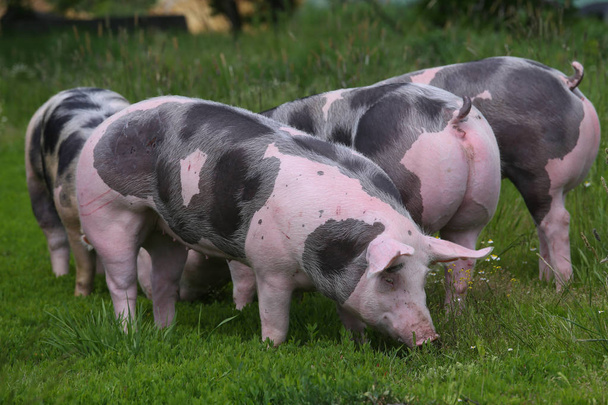 Пятнистые петрийские породы свиней пасутся на животноводческой ферме на пастбище. Здоровые молодые свиньи пасутся на зеленом лугу летом
 - Фото, изображение