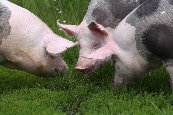 Gevlekte pietrian RAS varkens grazen op dierlijk landbouwbedrijf op de weide. Gezonde jonge varkens grazen in de groene weide-zomer - Foto, afbeelding