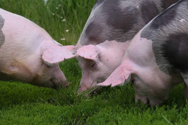 Grupa świń hodowla Hodowla hodowla w zwierzecy scena. Zdrowe młode świnie pasące się na łące summertim - Zdjęcie, obraz