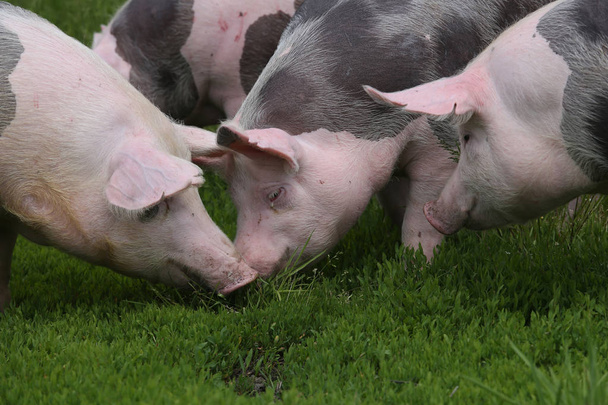 Группа молодых свиней на летних пастбищах. Здоровые молодые свиньи пасутся на зеленом лугу летом
 - Фото, изображение