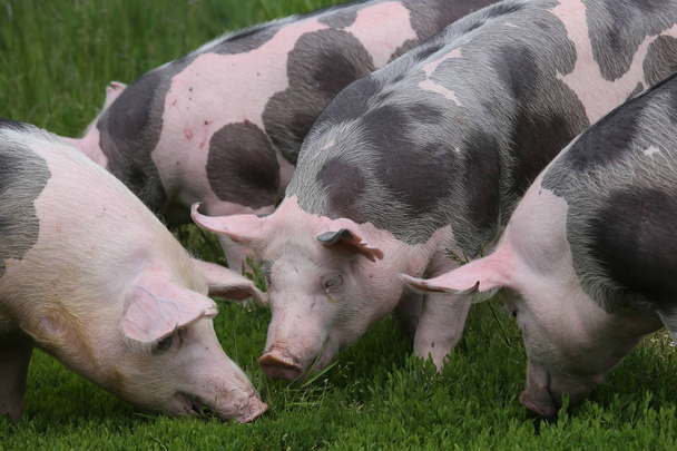 Pietrain rotu sikoja laiduntaa tuoretta vihreää ruohoa niityllä. Terveet nuoret siat laiduntavat vihreällä niityllä kesäisin
 - Valokuva, kuva