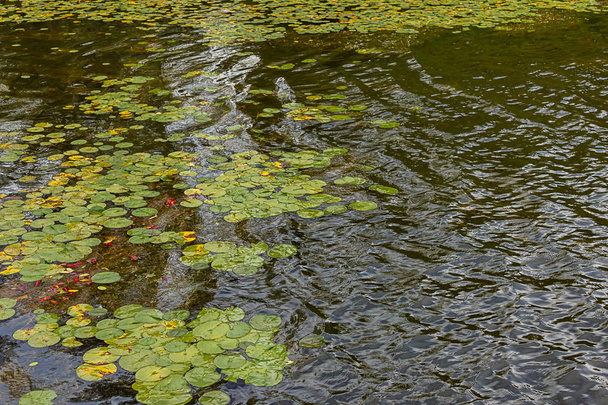 Lily podložky plovoucí na hladině jezera - Fotografie, Obrázek