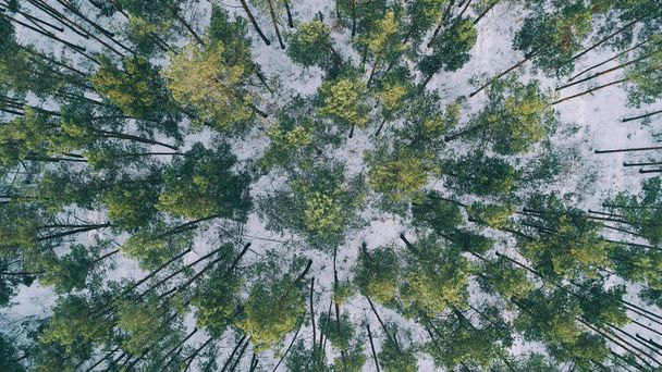 A légi felvétel a fák a behavazott téli erdőben - Fotó, kép