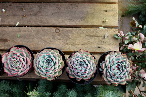 Succulent cacti at a farmers market on a village pallet with green fir branches and free  copy space for text top view flat lay - Fotografie, Obrázek