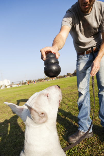 Bull Terrier prestes a mastigar no brinquedo
 - Foto, Imagem