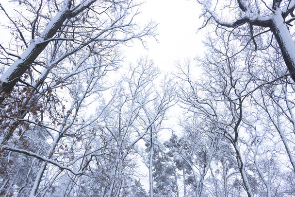 Concept winter beauty. Hardwood. With bare trees covered with snow. Frosty freshness - Foto, immagini