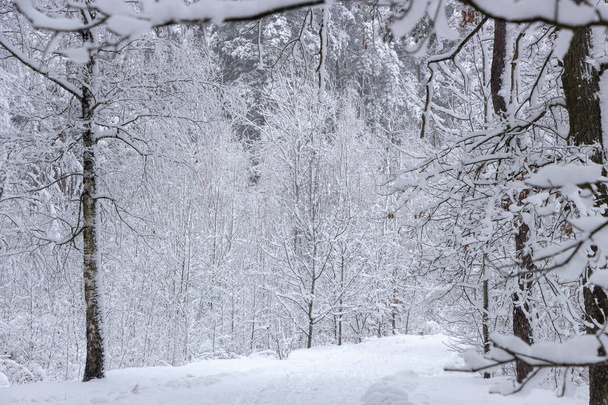 Pojęcie piękna zima. Drewnianą. Z nagie drzewa pokryte śniegiem. Mroźny świeżość - Zdjęcie, obraz