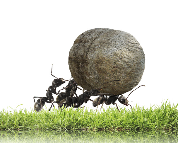 Equipo de hormigas rueda piedra cuesta arriba
 - Foto, Imagen