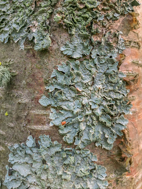 Foliose τύπος λειχήνα αυξάνεται στο φλοιό των δέντρων στο δάσος Aspen Parkland, Καναδάς. - Φωτογραφία, εικόνα