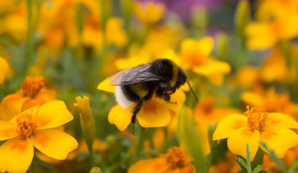 Bumblebee raccolta nettare fiore giallo
 - Foto, immagini