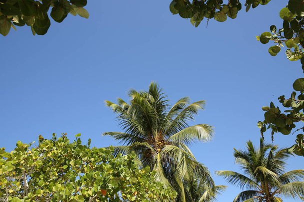 пальма і блакитне небо з пробілом для копіювання тексту або зображення
 - Фото, зображення