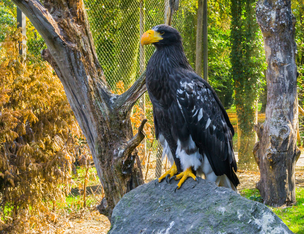 portrait of a stellers sea eagle standing on a rock, a big raptor from japan - Photo, Image
