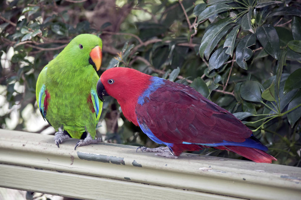 de twee eclectus papegaaien zijn hofmakerij van het mannetje is groen en het vrouwtje is rood - Foto, afbeelding
