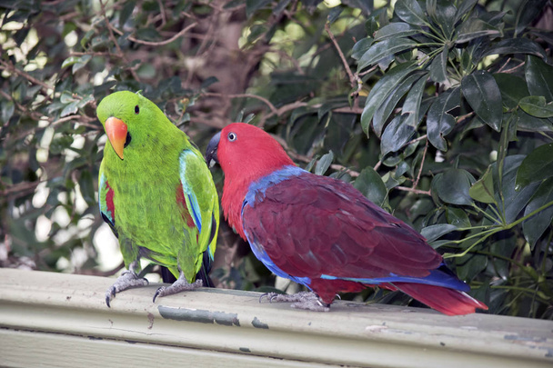 les deux perroquets eclectus courtisent le mâle est vert et la femelle est rouge
 - Photo, image