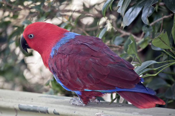 this is a side view of a female eclectus parrot sitting on a fence - Foto, Imagem