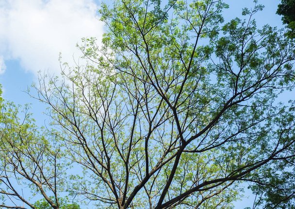 Дощове дерево і небо
 - Фото, зображення