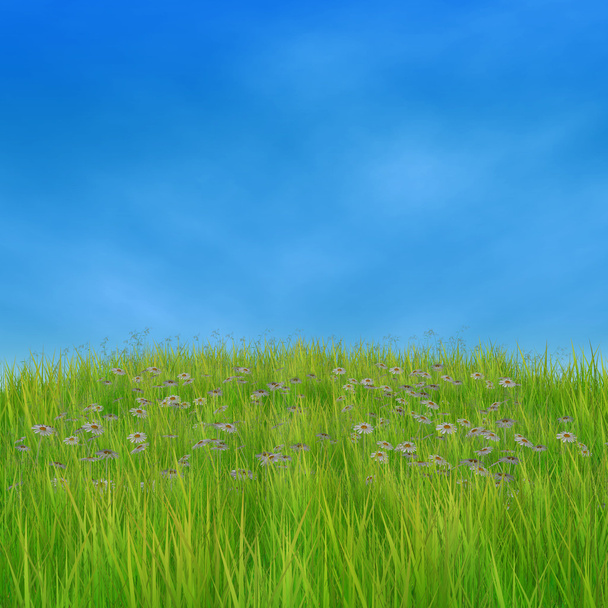 Vihreä ruoho ja päivänkakkarat
 - Valokuva, kuva