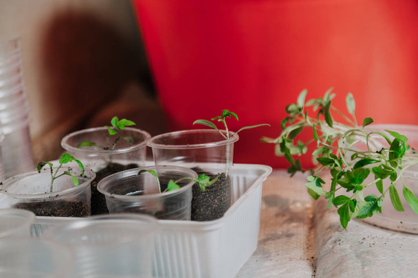 Coltiviamo piantine. I germogli sottili di pomodori con foglie verdi si trovano in un contenitore sullo sfondo di contenitori con eart
 - Foto, immagini