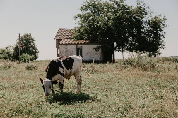 Calf cow of a white brown suit is eating a green grass on a meadow on a sunny day. Behind the white house and tre - Foto, Imagem
