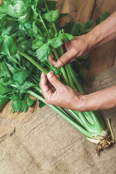 Harvest in the hands. The chef's hands tear off the fragrant celery leaves from a large green bus - Foto, immagini
