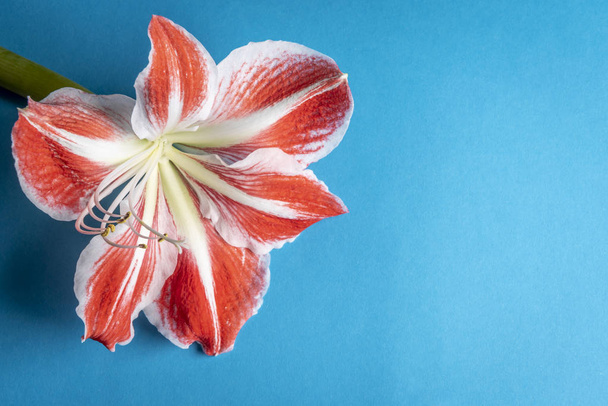 Open red-white flower on a blue colored background. Minimalism style with copy space on the right side - Photo, Image