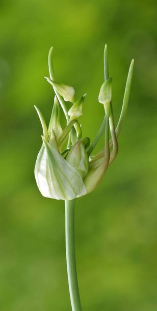 The top of a Wild Garlic plant (Allium canadense) by a bayou in Texas. The bulb is opening up to reveal flower buds underneath. - Photo, Image