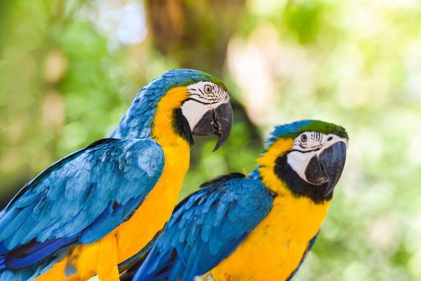 ζευγάρι μακώ παπαγάλος πουλιά / πολύχρωμο μπλε και κίτρινο μακώ πτηνών σε υποκατάστημα δέντρο - όμορφη παπαγάλος πουλί ζούγκλα σε φύση πράσινο φόντο - κίτρινο μπλε φτερό μακώ ara ararauna - Φωτογραφία, εικόνα