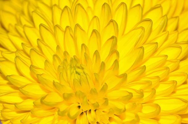 Macro van een bloem van de gele chrysant tonen het centrum met bloemblaadjes openen, het vullen van het frame en het maken van interessante texturen. - Foto, afbeelding