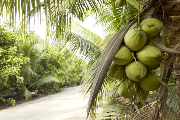 Kokosnussbaum mit Kokosfrucht.Kokosnusstraube auf Kokosnussbaum in Thailand - Foto, Bild